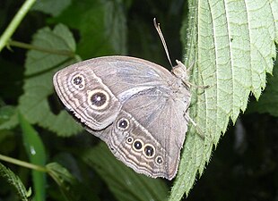 Ventral view