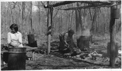 Native Americans preparing maple sugar by boiling maple tree sap