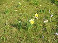 Narcissus pseudonarcissus subsp. pseudonarcissus