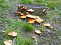 shelf (bracket) fungus engaged in stump removal (unknown species, Melbourne)