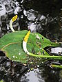 Orontium aquaticum close-up