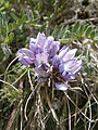 Oxytropis helvetica