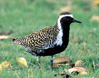 Pacific Golden Plover (male in breeding plumage)