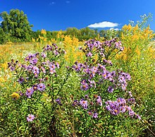 Several New England aster plants in a large field flowering with bright yellow goldenrod, a deep blue sky in the background with a few trees and a white fluffy cloud in the sky