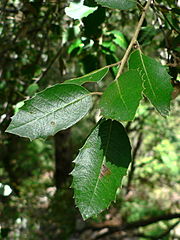 Quercus chrysolepis leaves showing spines