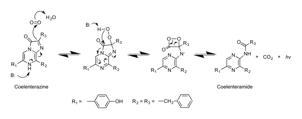 Mechanism of Renilla Luciferase and it's conversion of coelenterazine to coelenteramide, CO2 and a photon of light