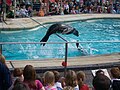 Sea Lion at Whipsnade Zoo