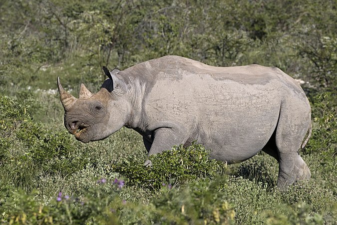 图为雌性的西南黑犀牛（Diceros bicornis occidentalis），摄于纳米比亚的埃托沙国家公园。今天是纳米比亚的英雄节，用于纪念纳米比亚独立战争，该战争是在1966年8月26日的奥牧辜陆格沃巴谢开始的。