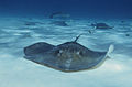 Several southern stingrays swimming around at Grand Cayman.