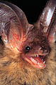 Example - long-eared bat (Plecotus auritus)