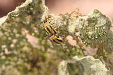 A striped cucumber beetle on a damaged crop