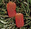 The shrubby form of Banksia brownii