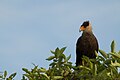 Southern crested caracara