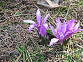 Colchicum bulbocodium