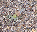 Greater earless lizard