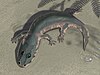 Restoration of Cryobatrachus kitchingi