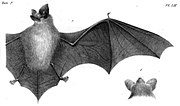 Drawing of bat