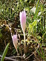 Colchicum autumnale first flowers