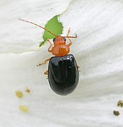 A flea-beetle from India