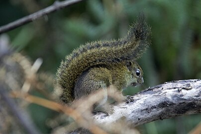 Green bush squirrel (Q1763005)