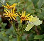 on Ligularia dentata, Mount Ibuki, Shiga prefecture, Japan.