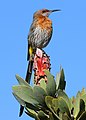 Gurney's sugarbird, at Marakele National Park