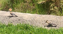 Hoopoes seen in Tenerife in July 2021