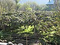 印度喜马偕尔邦猕猴桃果园