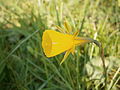 Narcissus bulbocodium close-up