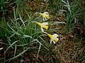 Narcissus pseudonarcissus subsp. pseudonarcissus