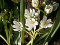 Ornithogalum balansae