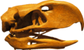 恐鶴的頭骨