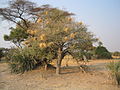 An acacia tree with white-browed sparrow-weaver nests in the Okavango Delta, Botswana