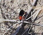 Lytta magister in Anza-Borrego Desert State Park