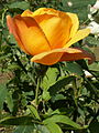 A rose in the San Jose Municipal Rose Garden