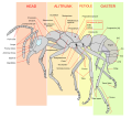 Ant worker morphology