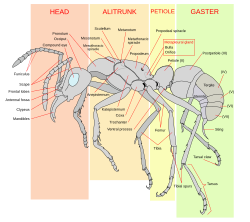 Ant worker morphology diagram