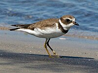 Semipalmated Plover (winter plumage, I think)