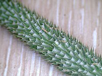 Close-up of flower head showing hornlike spikelets