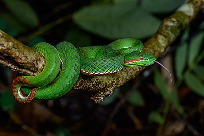 Trimeresurus gumprechti