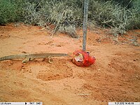 Sand goanna at a camera lure