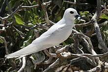 pure white seabird with black beak and eyespot with fish in beak