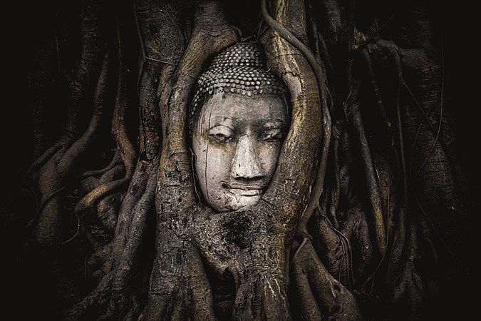 图为树根中的砂岩佛头，位于泰国大城府玛哈泰寺的侧殿旁。该寺庙为大城府最受游客欢迎的世界遗产，大城府曾经是大城王国的首都。今天是泰国的万佛节。