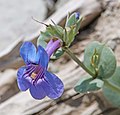 Flower of Penstemon pachyphyllus