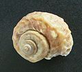 A shell of Amphibola crenata