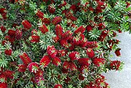 Callistemon "Little John" or dwarf bottlebrush - a Callistemon cultivar