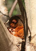 Common ringtail possum