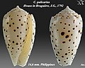 Conus pulicarius Hwass in Bruguière, J.G., 1792 (juv).