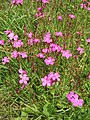 Dianthus deltoides