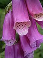 Digitalis purpurea close-up